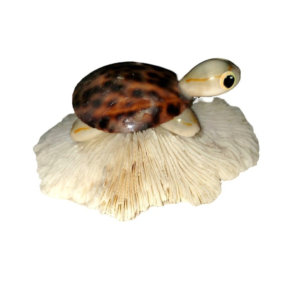 Vtg Seashell Turtle White Mushroom Coral Souviner Travel Beach Desination Kitch - Picture 2 of 5